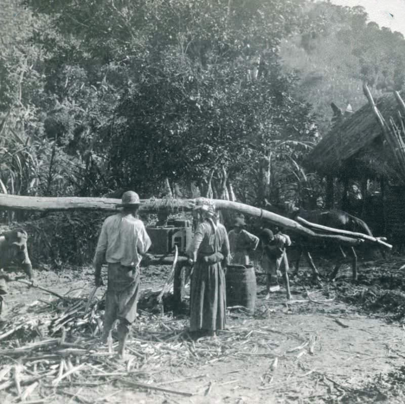 #20 Crude Method of Grinding Sugar Cane, near Kingston, Jamaica, 1906