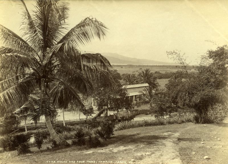 #8 Cane Fields And Palm Trees, Jamaica, 1891