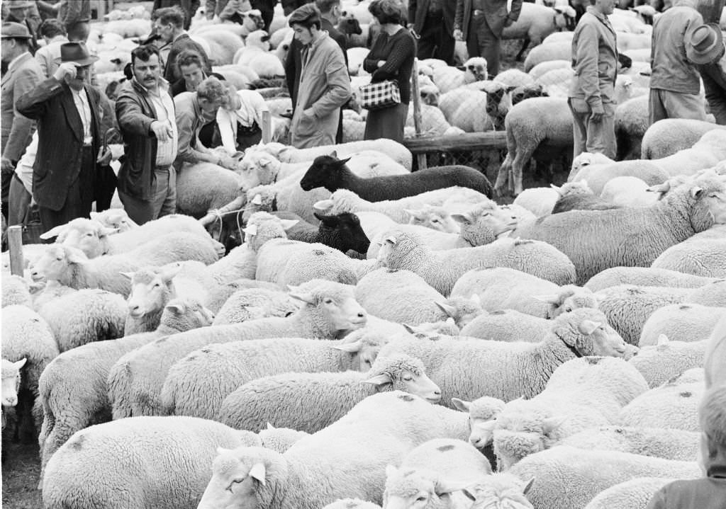 #107 Separation of the sheep in autumn in Riffenmatt, 1970,