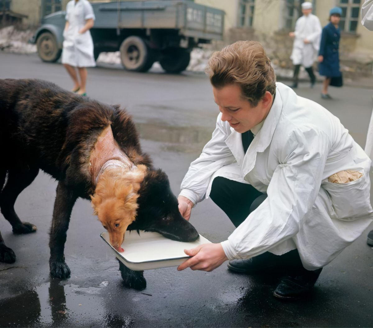 The Two-Headed Dog Experiment: Soviet Scientist who Grafted the Head of the dog onto another Dog We
