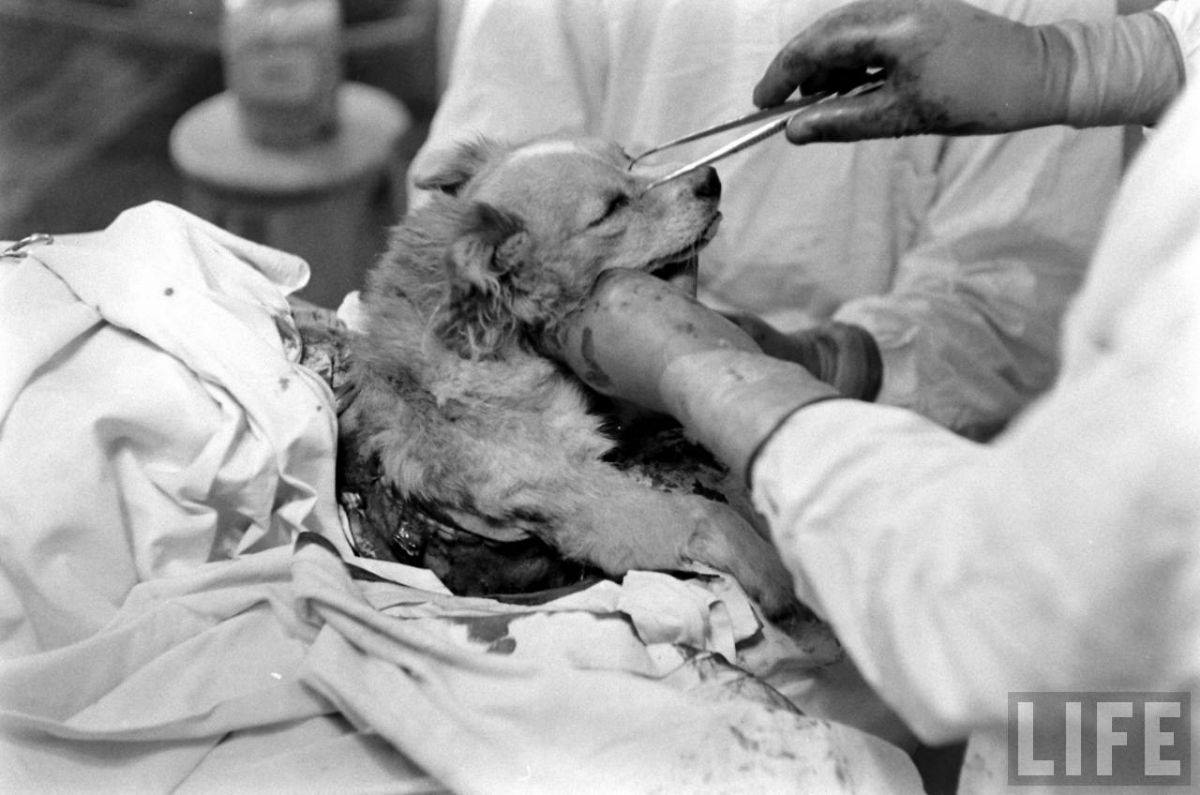 The Two-Headed Dog Experiment: Soviet Scientist who Grafted the Head of the dog onto another Dog Wei