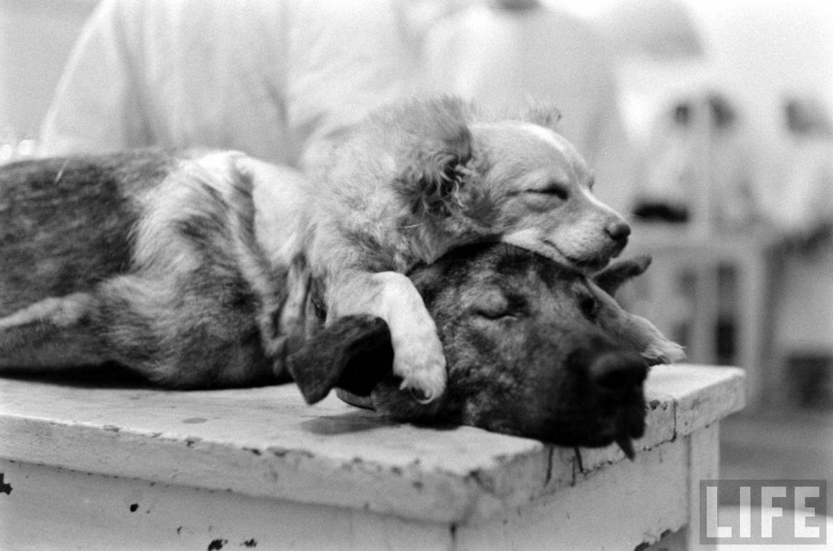 The Two-Headed Dog Experiment: Soviet Scientist who Grafted the Head of the dog onto another Dog Wei
