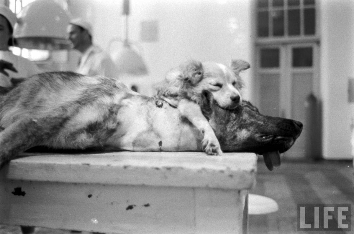 The Two-Headed Dog Experiment: Soviet Scientist who Grafted the Head of the dog onto another Dog We