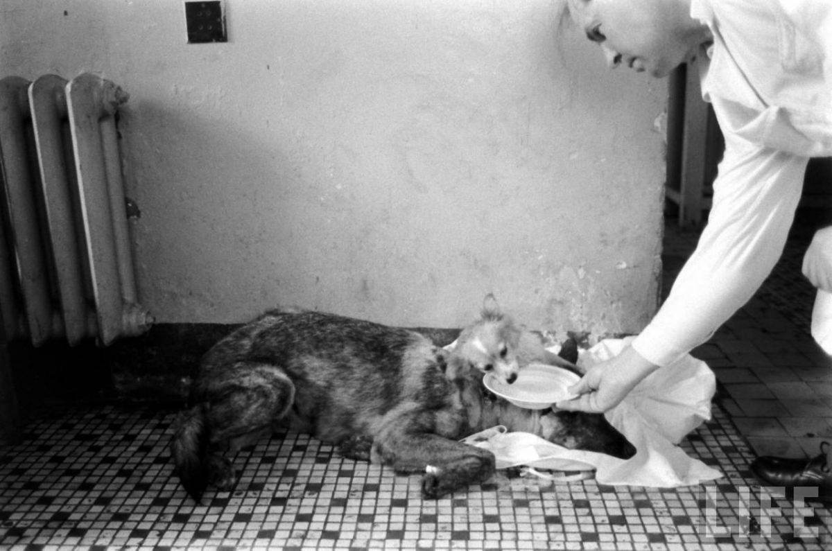 The Two-Headed Dog Experiment: Soviet Scientist who Grafted the Head of the dog onto another Dog We