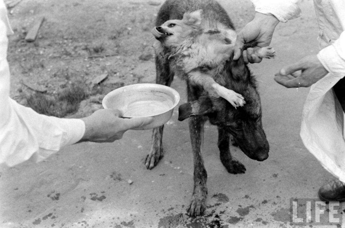 The Two-Headed Dog Experiment: Soviet Scientist who Grafted the Head of the dog onto another Dog We