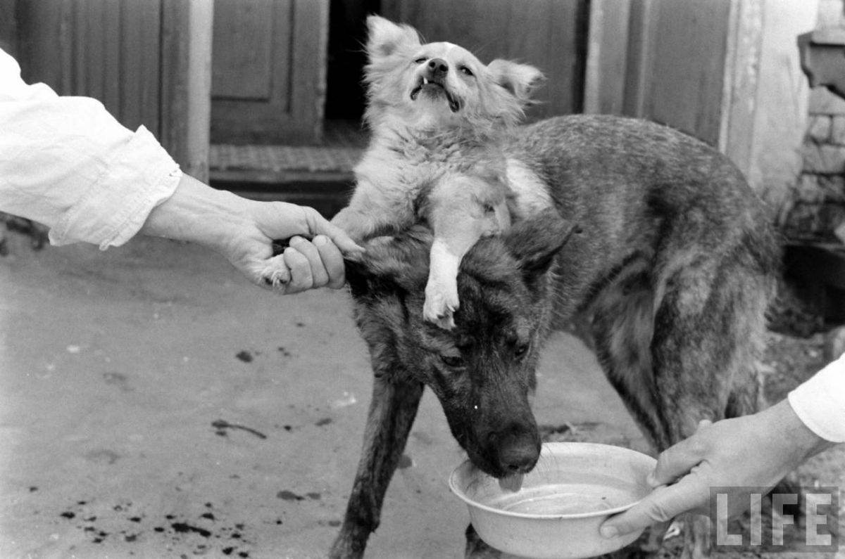 The Two-Headed Dog Experiment: Soviet Scientist who Grafted the Head of the dog onto another Dog We