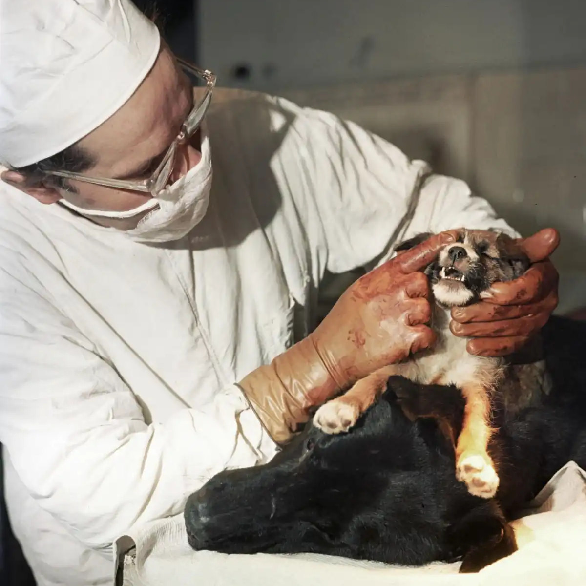 The Two-Headed Dog Experiment: Soviet Scientist who Grafted the Head of the dog onto another Dog Wei