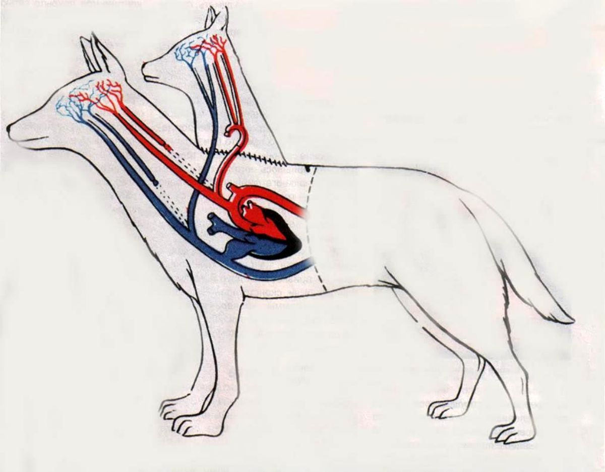 The Two-Headed Dog Experiment: Soviet Scientist who Grafted the Head of the dog onto another Dog We