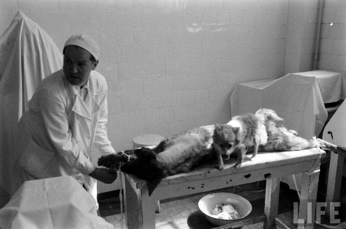 The Two-Headed Dog Experiment: Soviet Scientist who Grafted the Head of the dog onto another Dog We