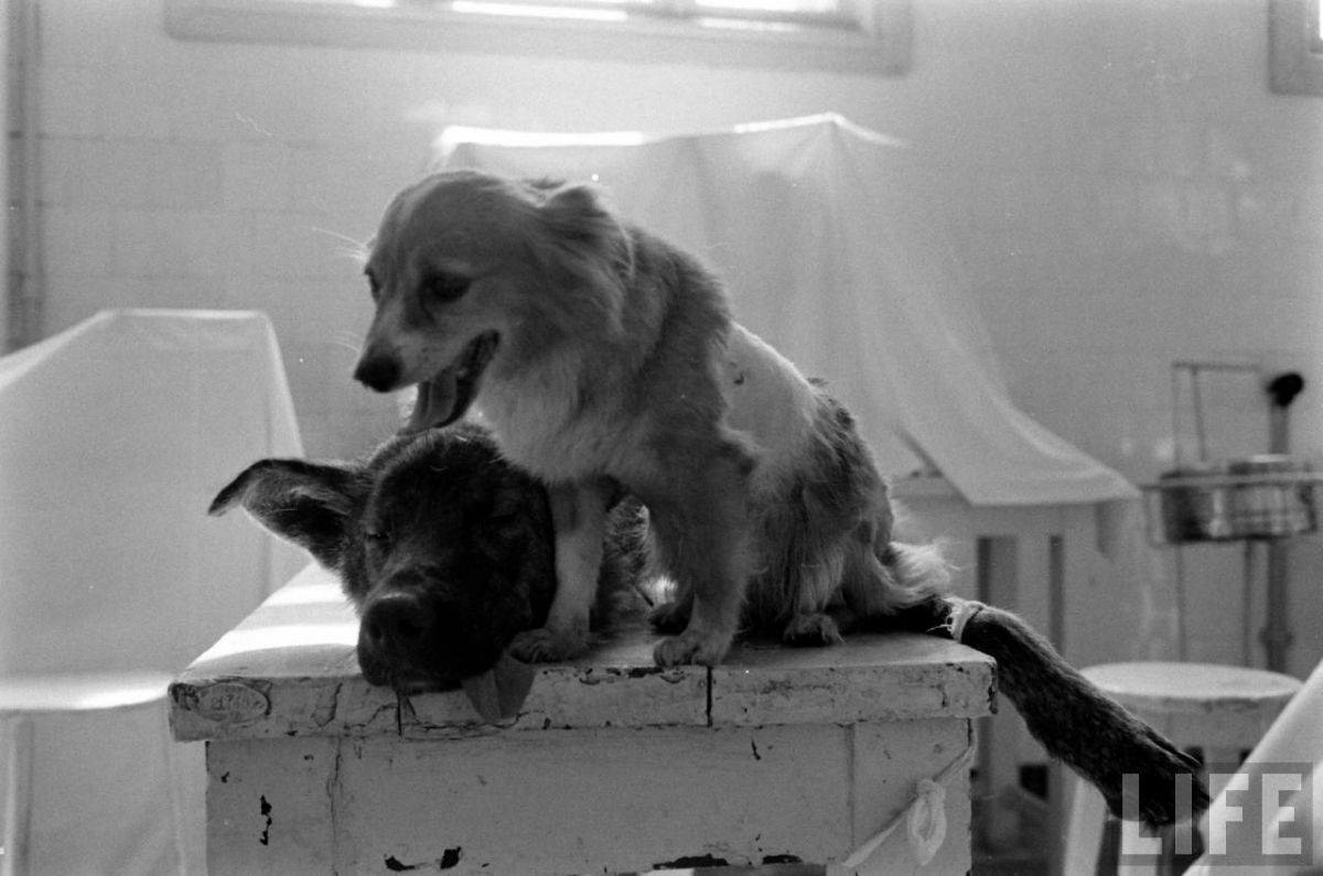 The Two-Headed Dog Experiment: Soviet Scientist who Grafted the Head of the dog onto another Dog Wei