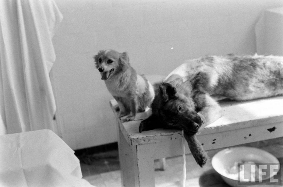 The Two-Headed Dog Experiment: Soviet Scientist who Grafted the Head of the dog onto another Dog Wei