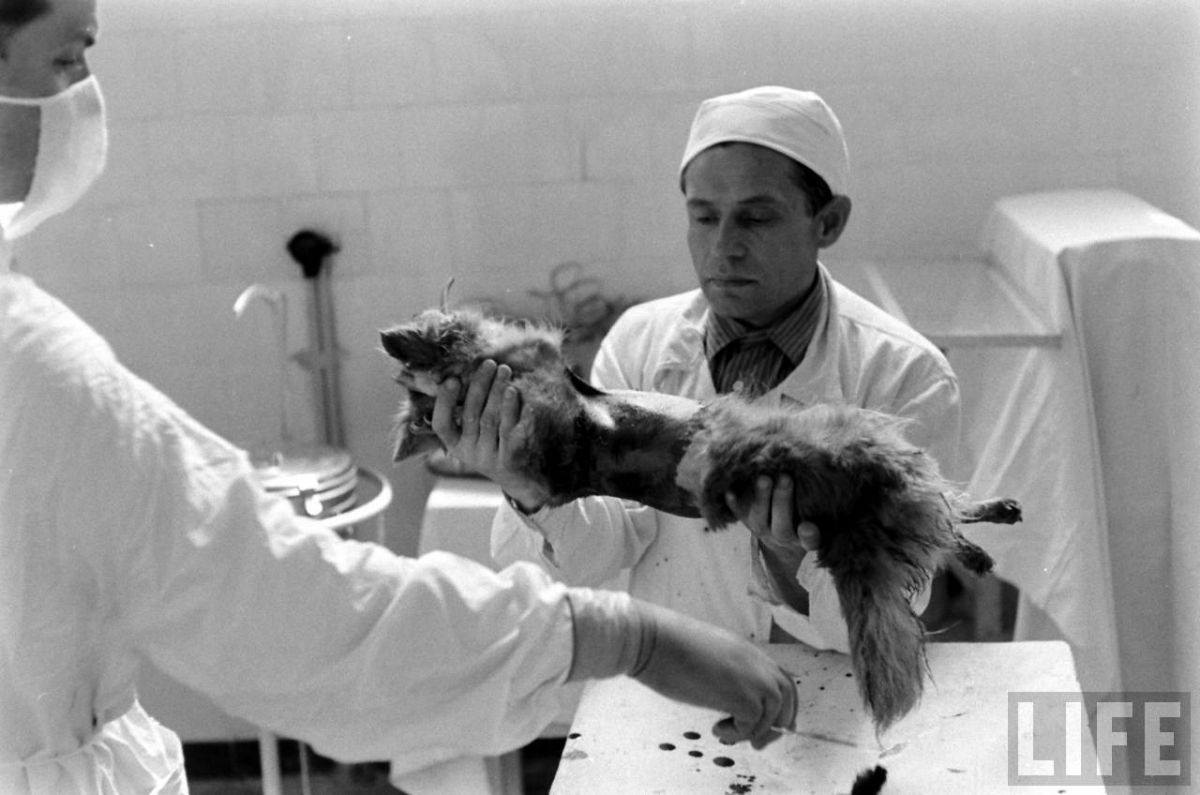 The Two-Headed Dog Experiment: Soviet Scientist who Grafted the Head of the dog onto another Dog We