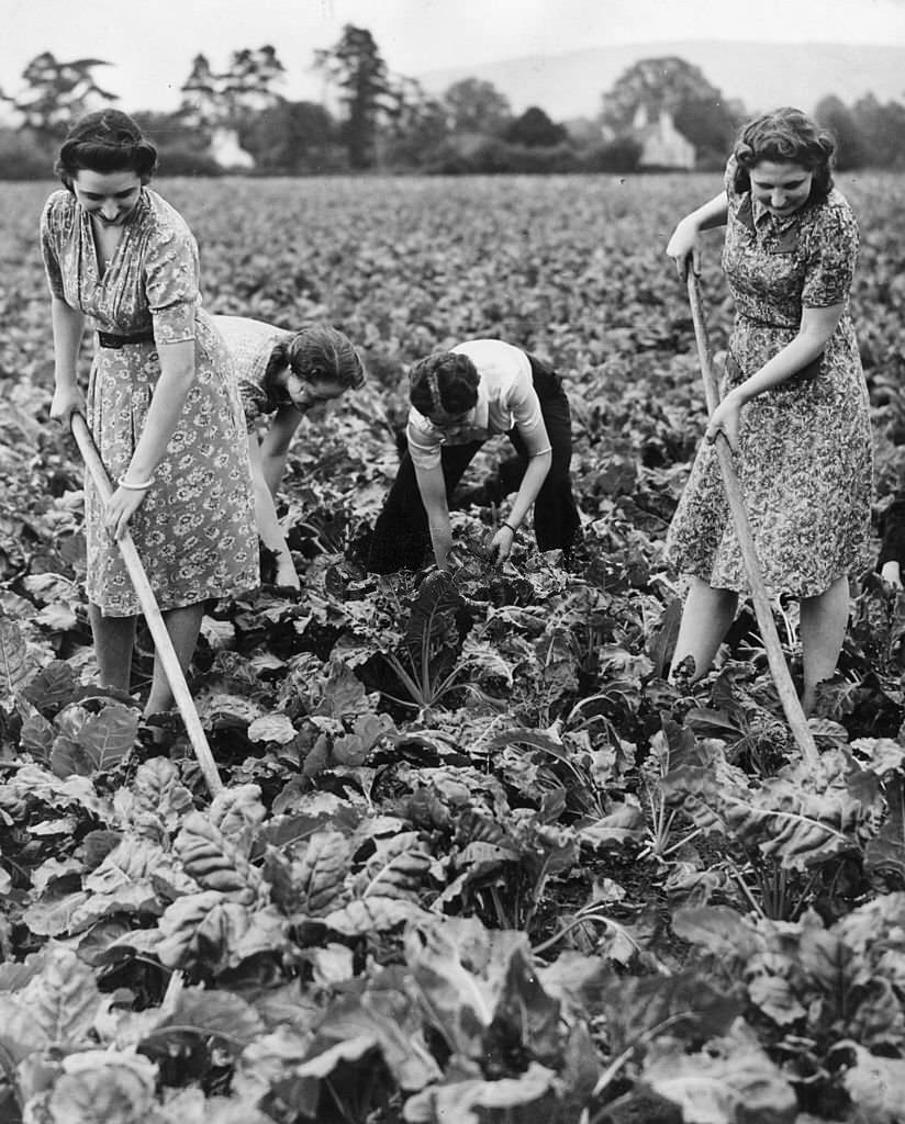#109 Shop assistants from Boots the Chemist hoeing and weeding a field of mangold (mangel).