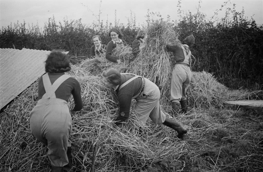 #131 Land Girls’ of the Women’s Land Army, gathering straw to be used as winter bedding for the cows, on a farm in southern England, November 1941.