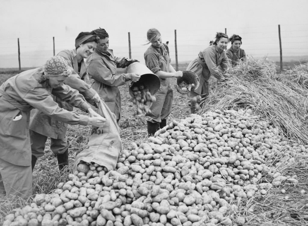 #19 Members of the Women’s Land Army (WLA) stacking and protecting potatoes from frost with layers of straw during the potato harvest on 28th September 1939 on farmland in Monmouthshire, South Wales, United Kingdom.
