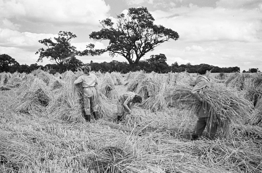 #82 Members of the Women Land Army (WLA) at work on a farm in Hertfordshire, England after the Second World War, June 1946.