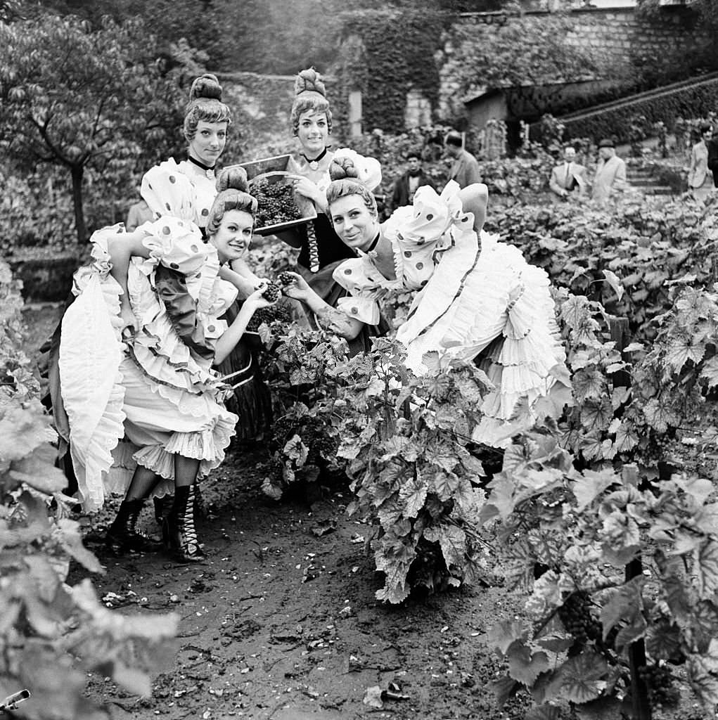 #34 Four of the French-Cancan dancers of the Moulin Rouge picking grapes in the vineyards of the Butte Montmartre in Paris, 1965