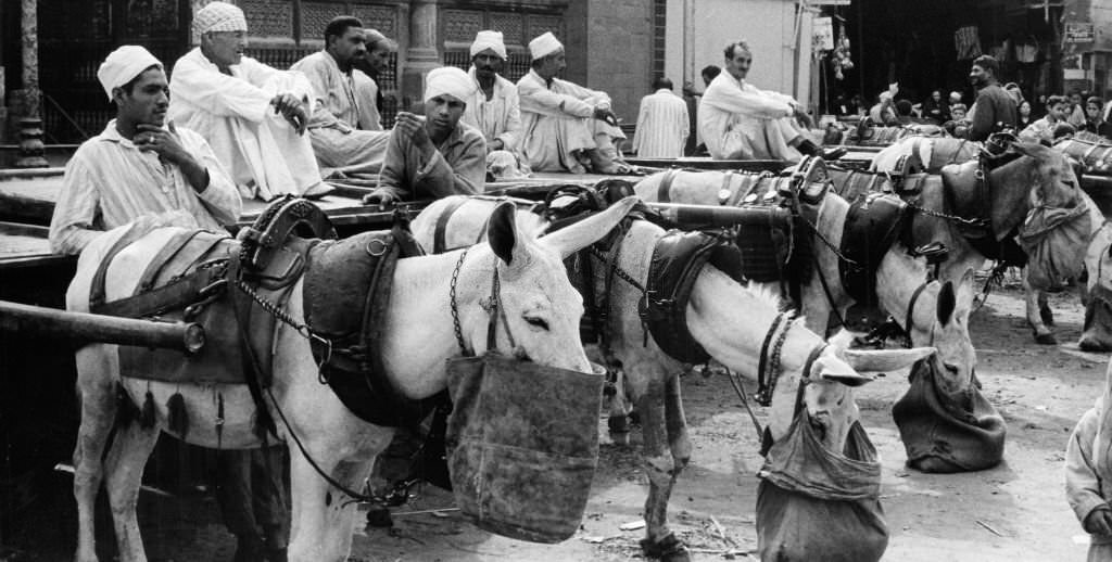 #39 Merchants and transport port workers wait with their pack animals for customers at a bazaar in Cairo, 1972