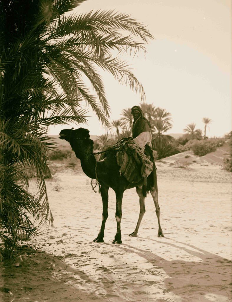 #10 Scene at el-Wad, Sinai, Egypt, 1900.