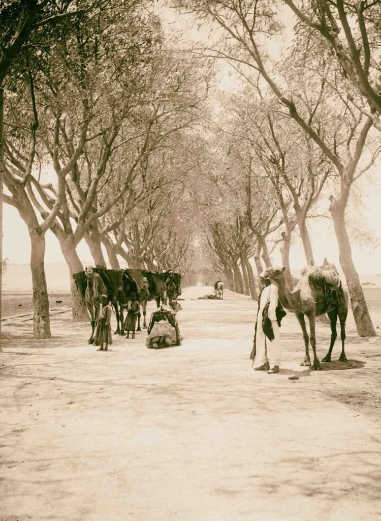 #115 Road leading to the pyramids of Gizeh, 1900.