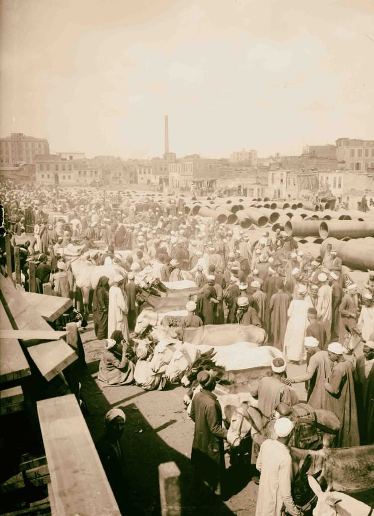 #124 Donkey market in Cairo, 1900.