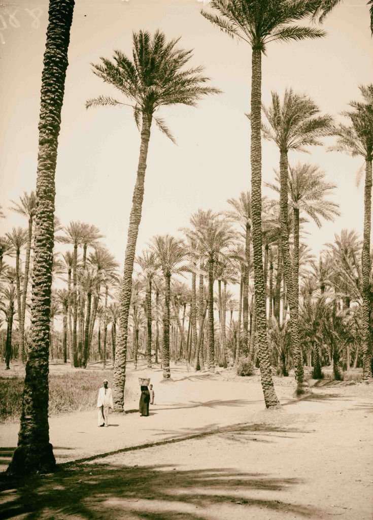 #140 The pyramids of Gizeh. Forest of palms, Memphis, 1900.
