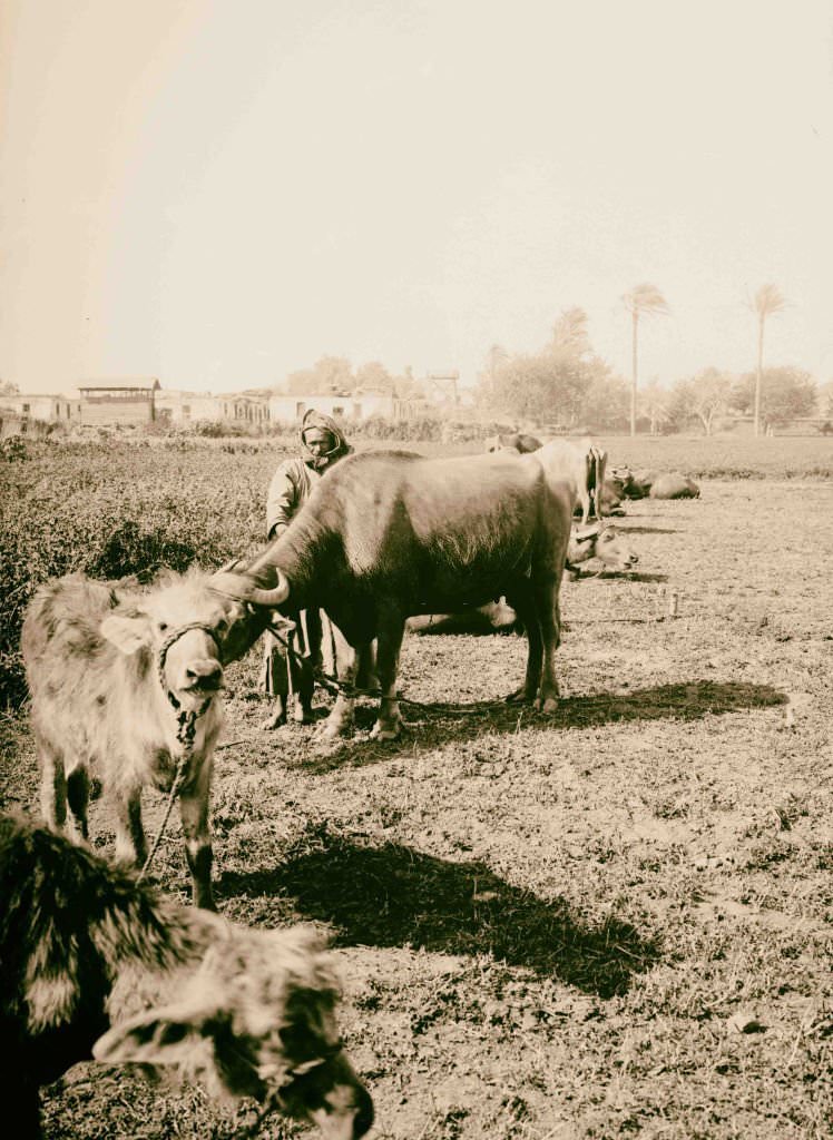 #143 Egyptian buffaloes, 1900.