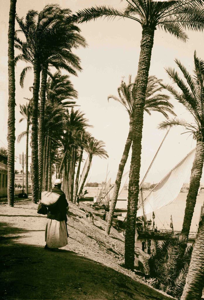#147 Looking down the Nile, Cairo, 1900.