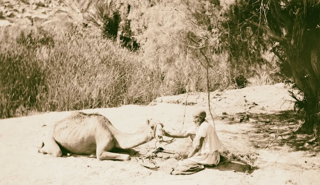 #158 Caring for sick camel in Sinai, Egypt, 1900