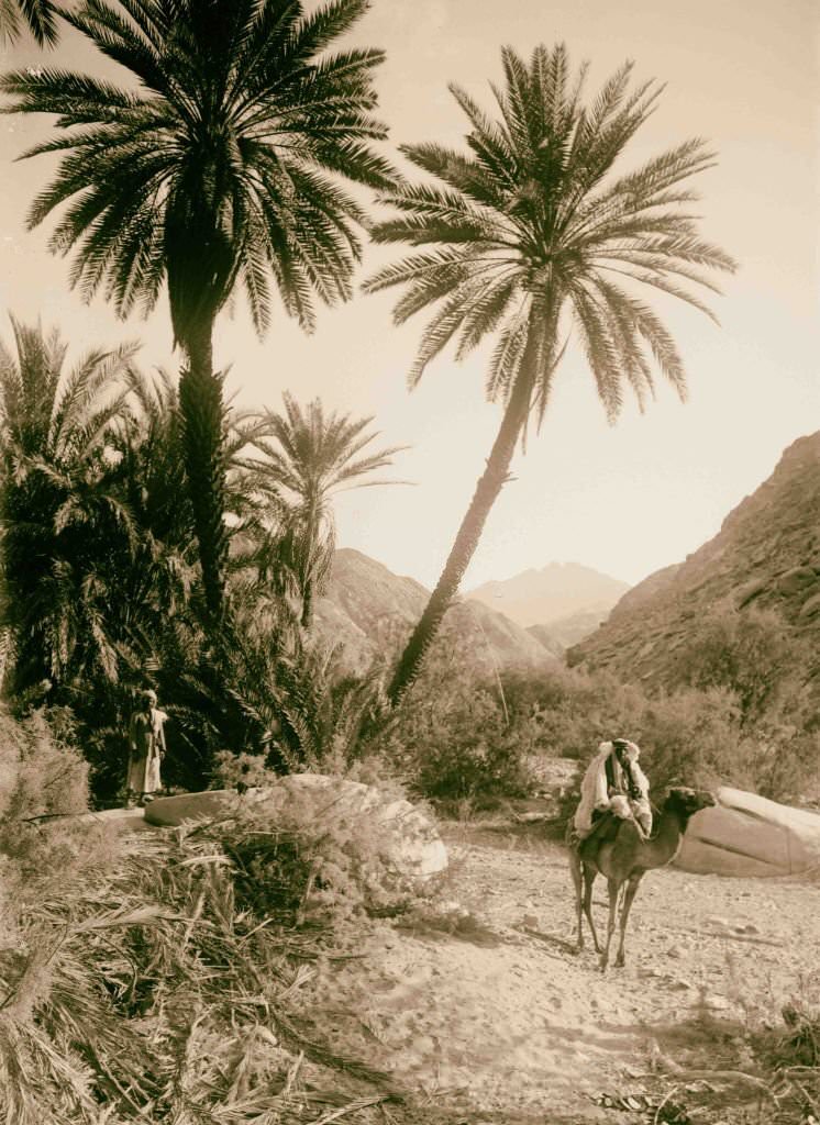 #168 Picturesque palm grove in Wady Hebran in Sinai, Egypt, 1900