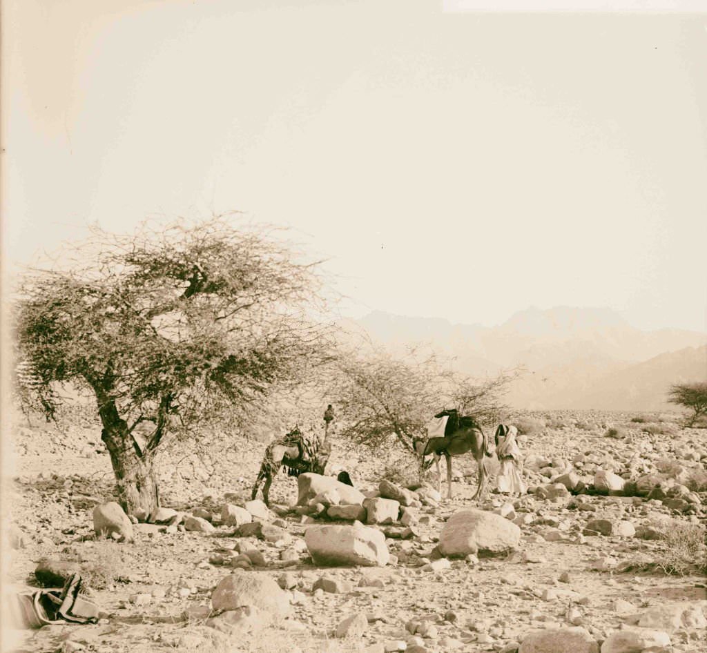 #170 Ascending the Wady Hebran in Sinai, Egypt, 1900.