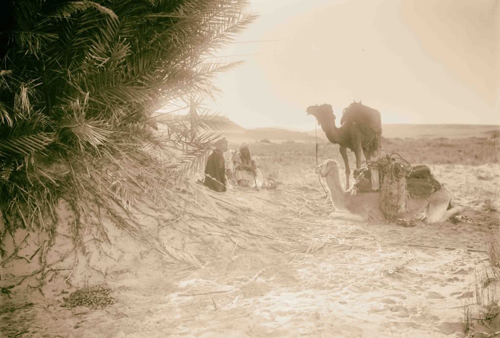 #172 Scene in Wady Taiybeh in Sinai, Egypt, 1900.