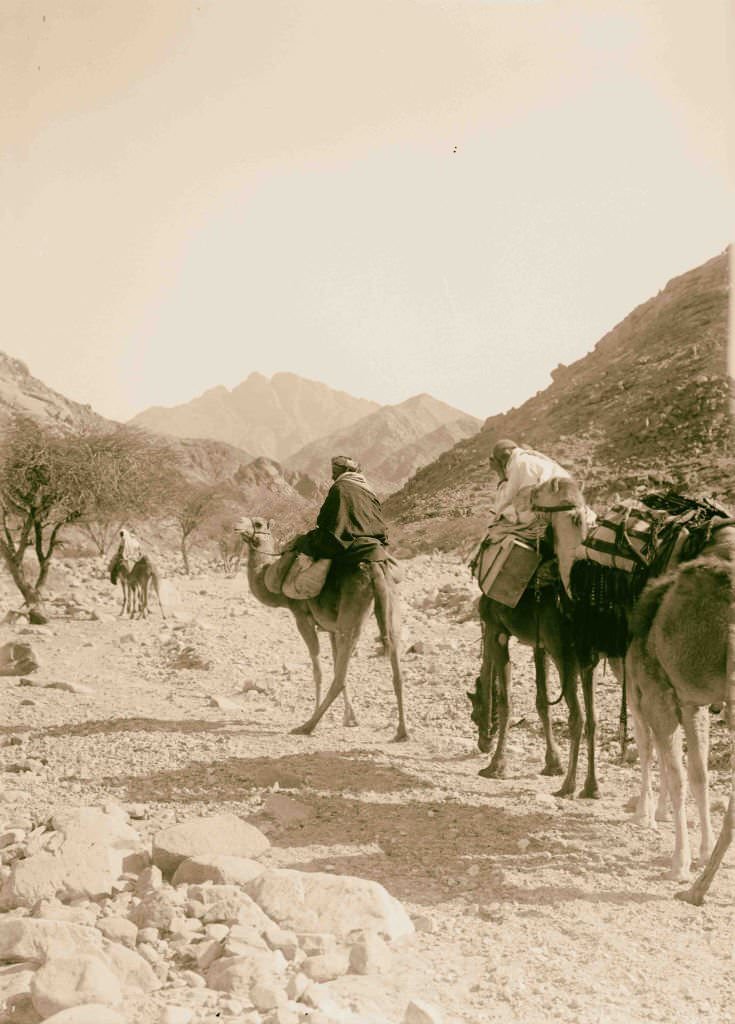 #173 Caravan ascending Wady Hebran in Sinai, Egypt, 1900.