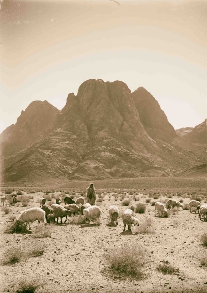 #180 Shepherds with flocks before Mount Sinai in Sinai, Egypt, 1900