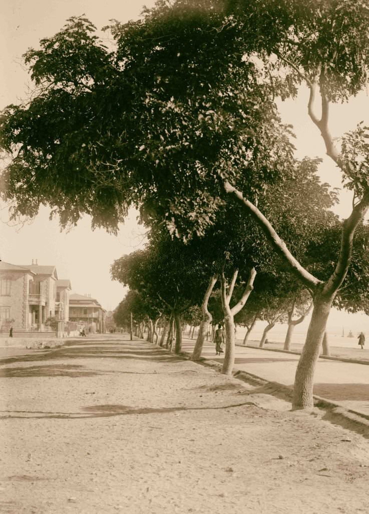 #258 Sinai via the desert. Avenue along the Suez Canal at Port Tewfik, 1900.