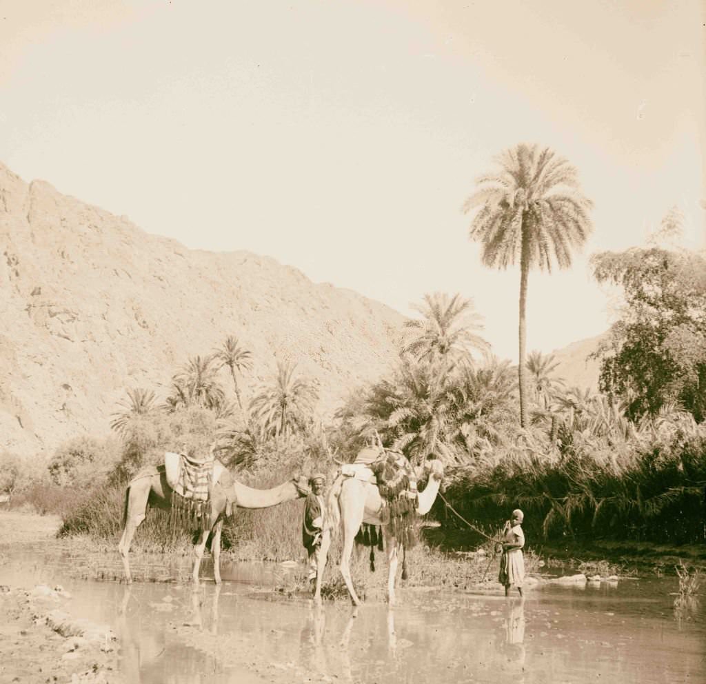 #193 The abundance of water in Wady Feiran in Sinai, Egypt, 1900s
