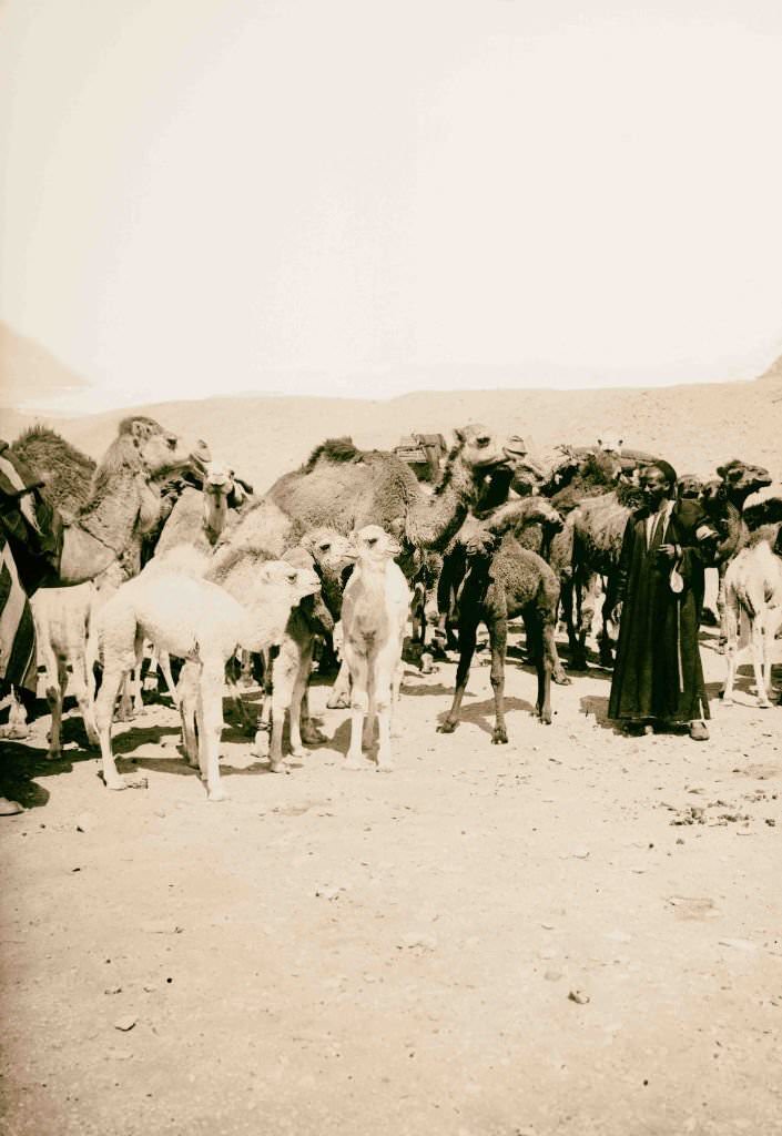 #195 Herd of camels in the desert near the Pyramid, Egypt, 1900