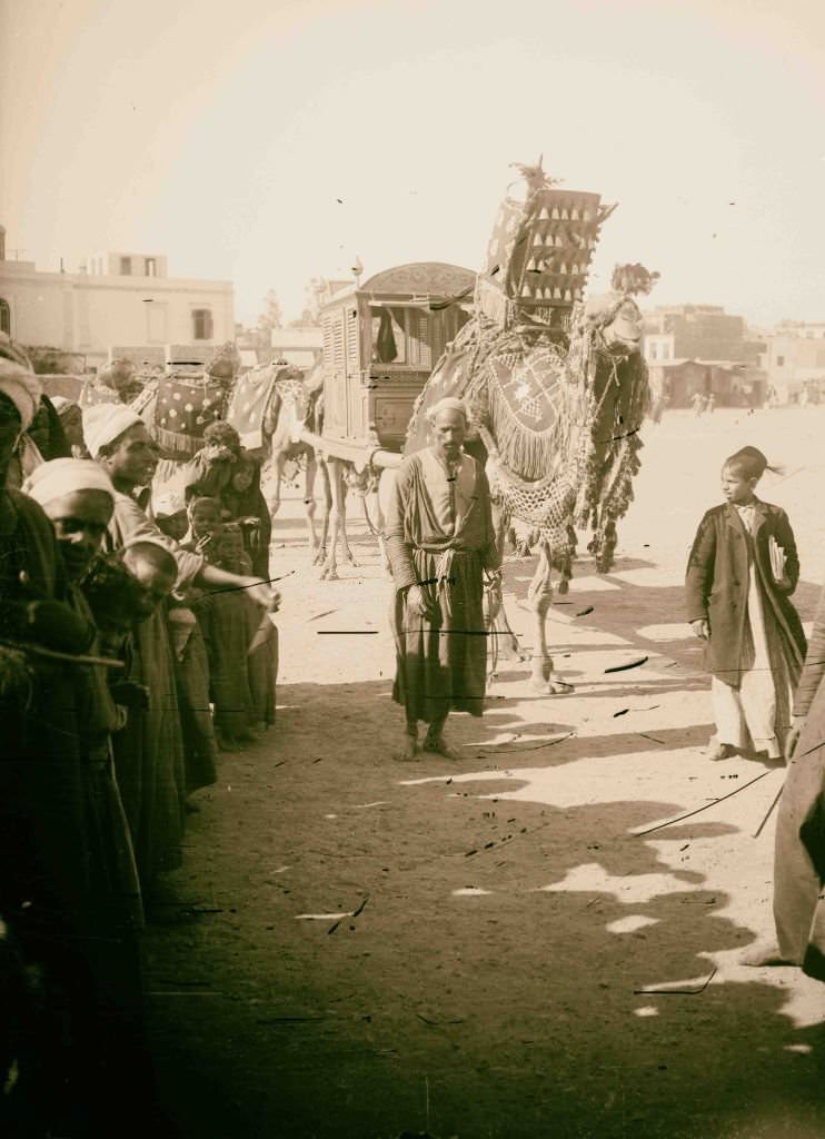 #202 Camels used for carrying bridal party to wedding, Egypt, 1900s.
