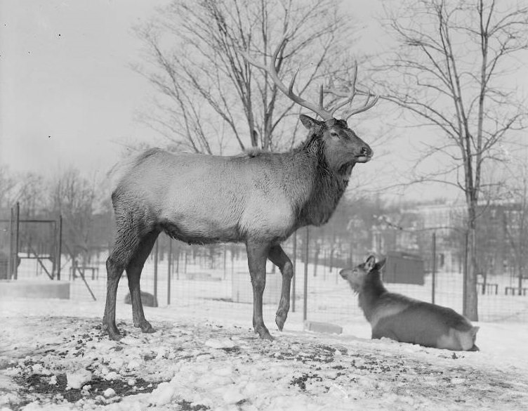 #12 Elk, Franklin Park Zoo