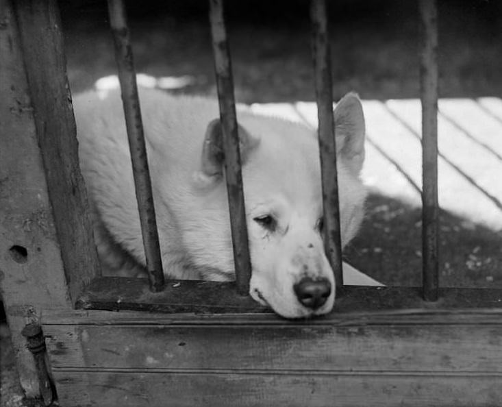 #13 Eskimo dogs at Franklin Park Zoo