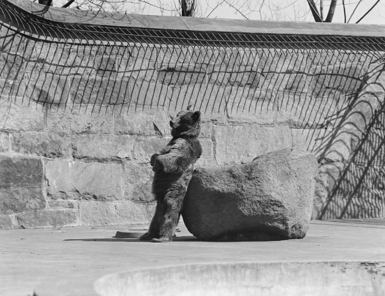 #17 Franklin Park Zoo: Brown bear scratching back on rock