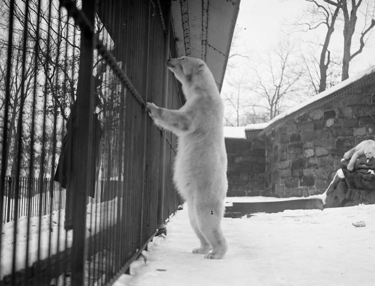 #20 Franklin Park Zoo: Polar bear Fatima stands on two feet