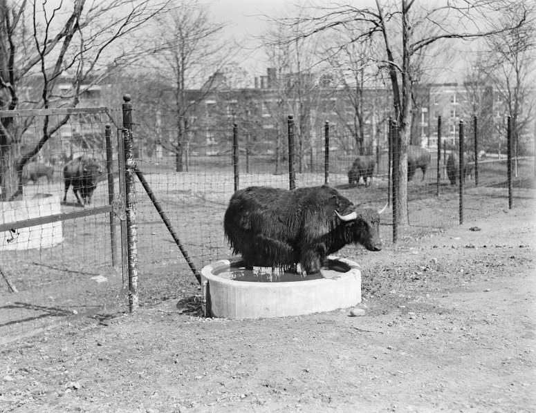 #21 Franklin Park Zoo: Yak standing in water trough to cool off