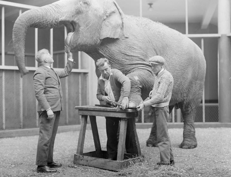 #29 Manicuring Waddy’s toenails at Franklin Park Zoo