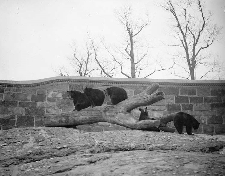 #3 Black bears, Franklin Park Zoo