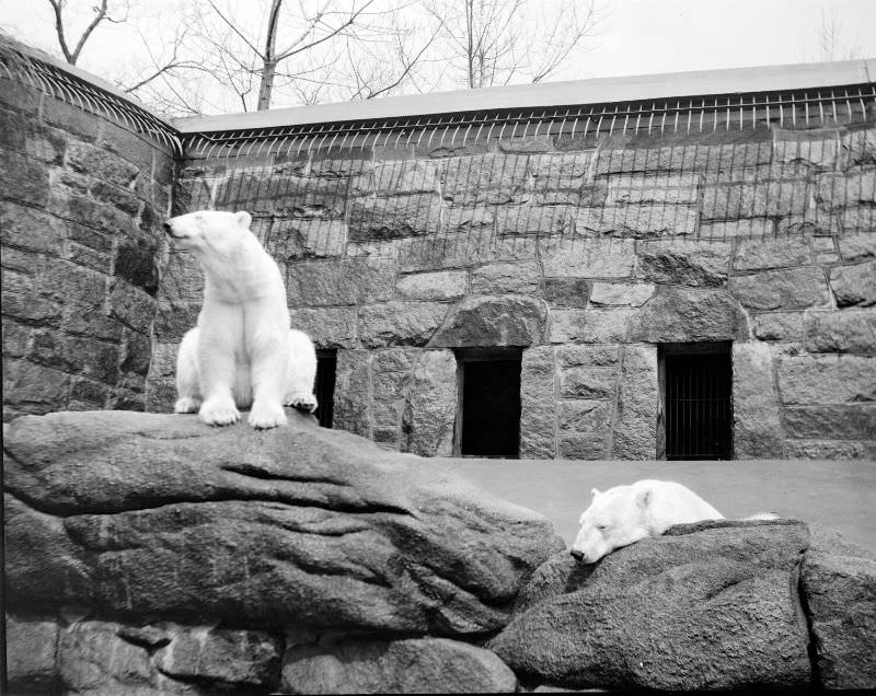 #31 Polar bears at Franklin Park Zoo