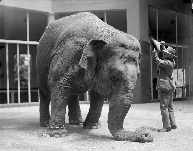 #37 Tony the elephant getting swept off by Dan Harkins in the elephant house
