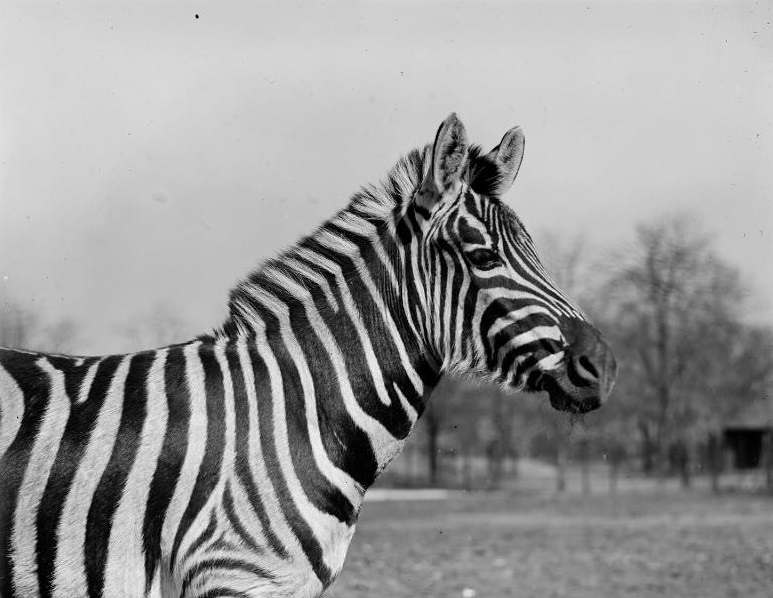 #38 Zebra at Franklin Park Zoo
