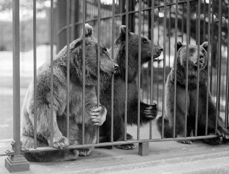 #4 Brown bears Lizzie, Minka, and Lillie, Franklin Park Zoo