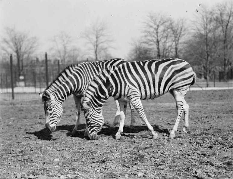 #40 Zebras at Franklin Park Zoo